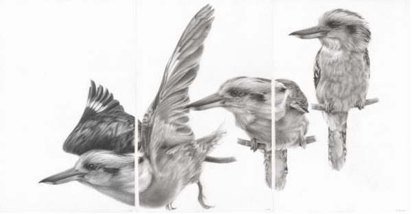 Hattn Kookaburra Triptych Charcoal On Cotton Paper 102x198cm